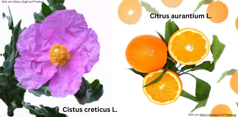 Citrus aurantium L. &amp; Cistus creticus L.: Die natürlichen Schätze für deine Gesundheit! - Citrus aurantium L. &amp; Cistus creticus L.: Die natürlichen Schätze für deine Gesundheit!